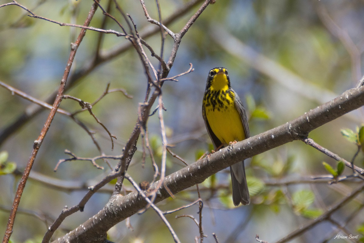 Canada Warbler - ML237639451