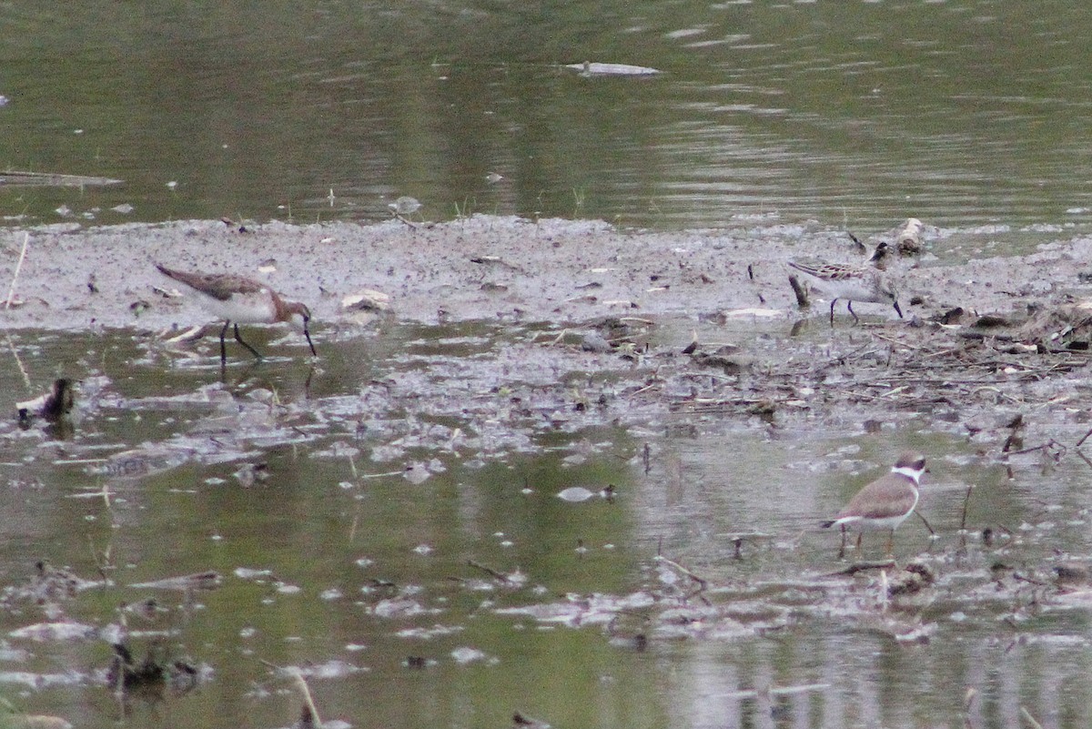 Wilson's Phalarope - ML237640131