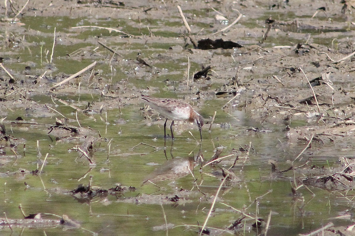 Wilson's Phalarope - ML237640141