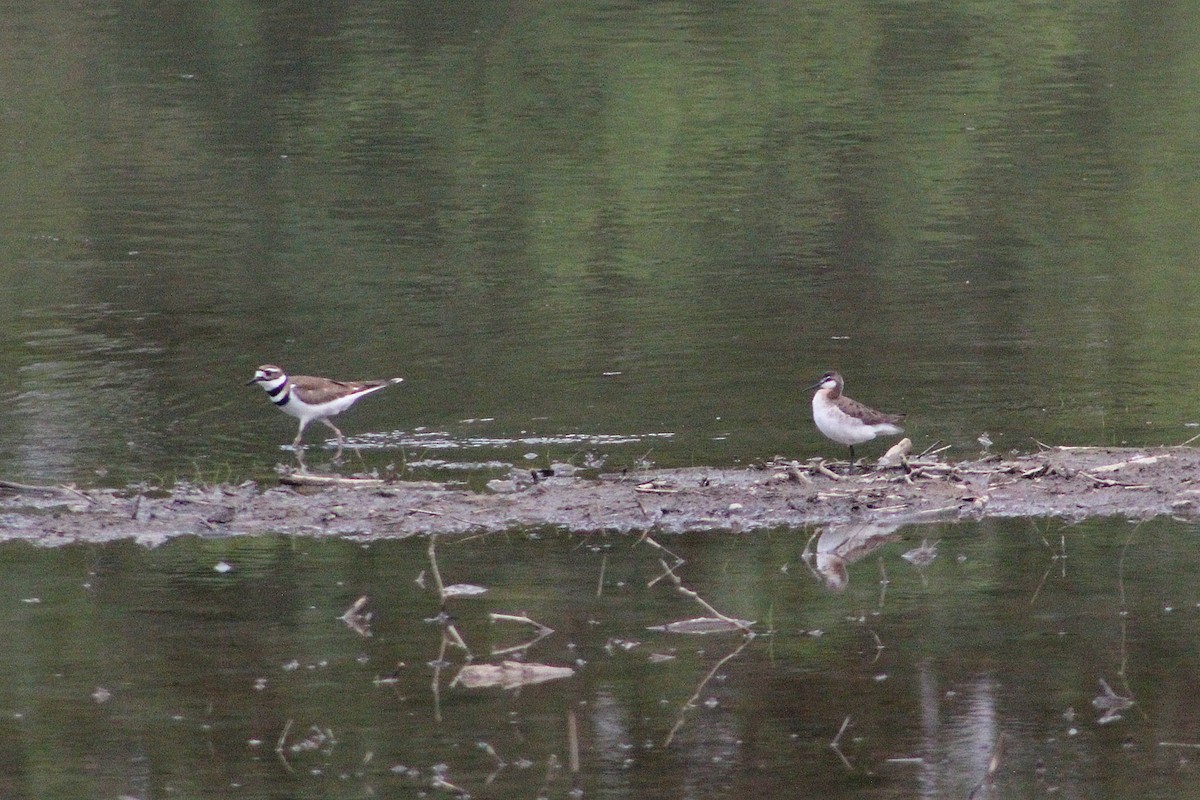 Wilson's Phalarope - ML237640151