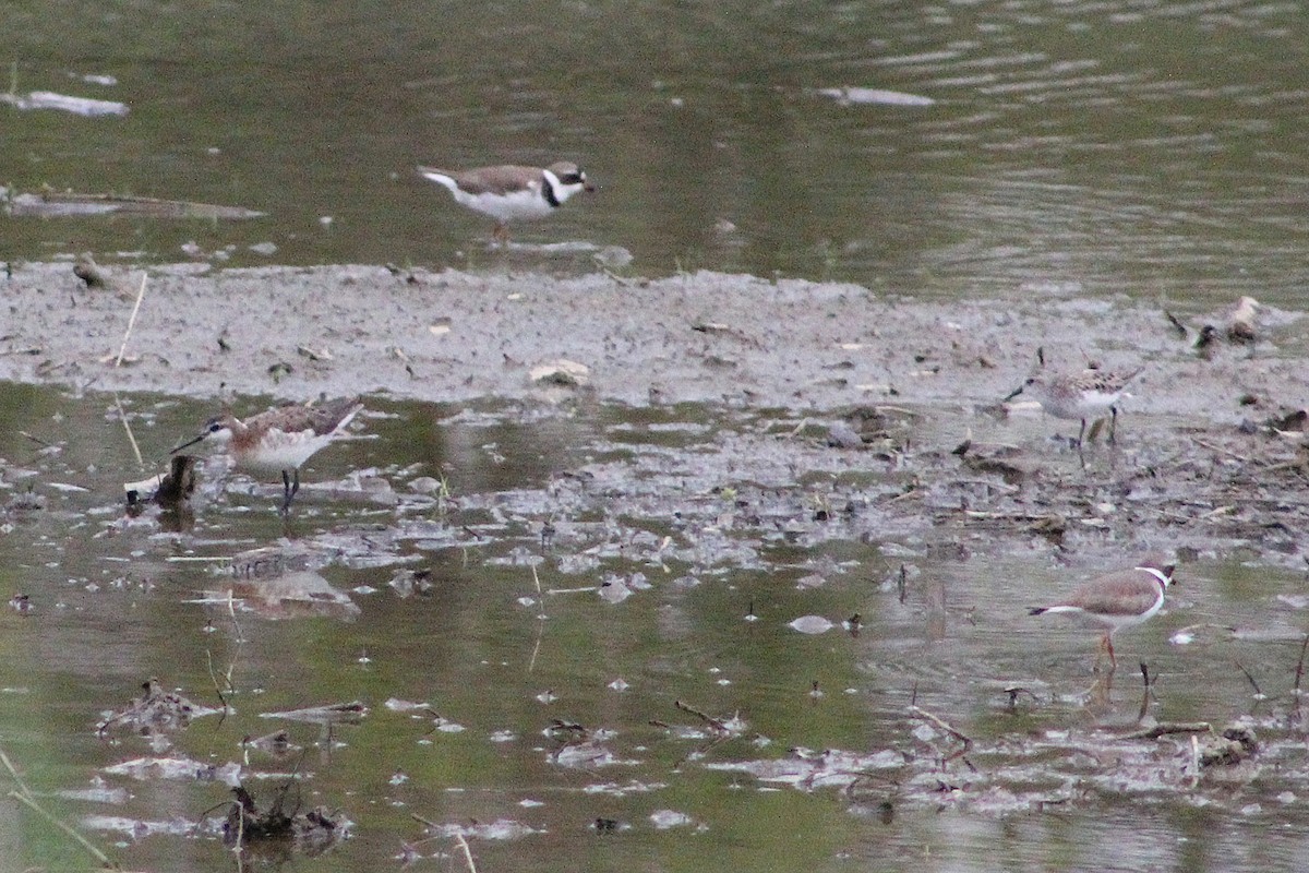 Semipalmated Sandpiper - Ryan Tomazin