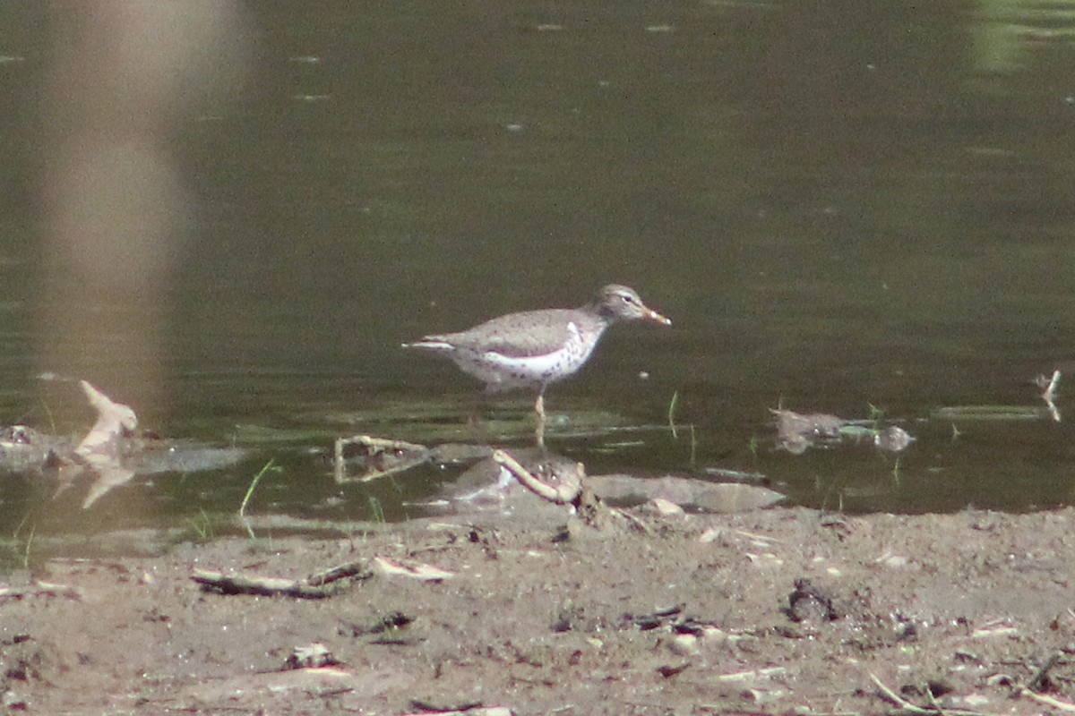 Spotted Sandpiper - ML237640331