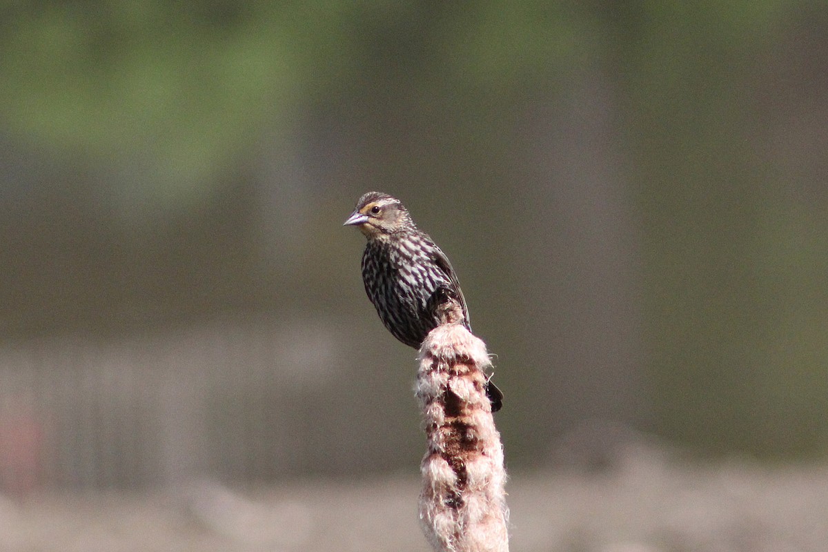 Red-winged Blackbird - ML237640421