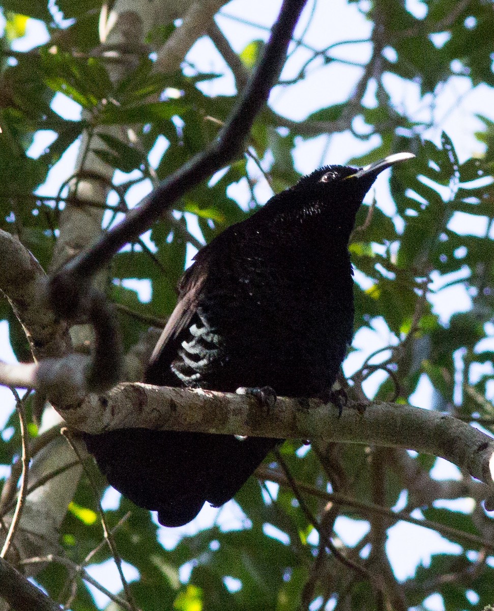 Paradise Riflebird - ML237640911