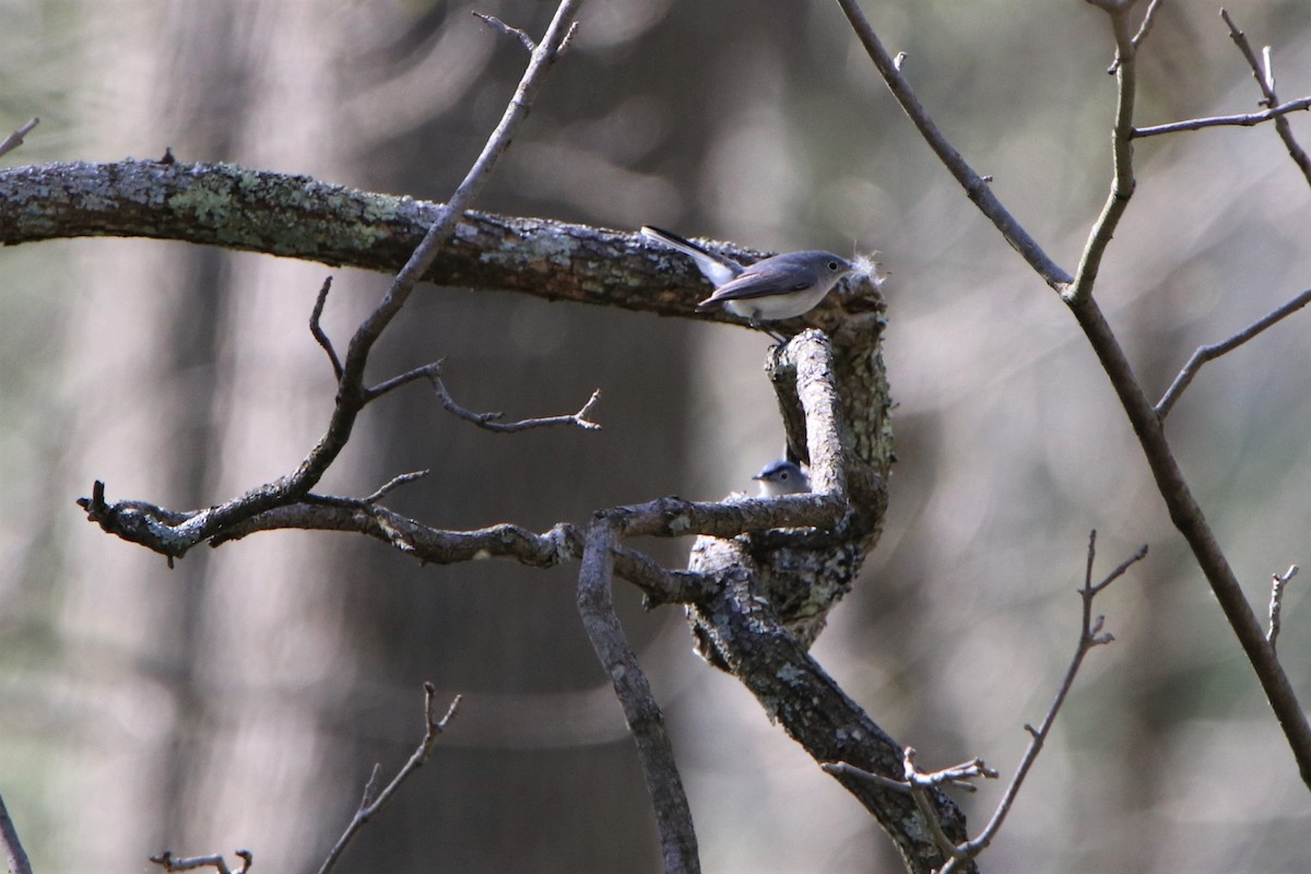 Blue-gray Gnatcatcher - ML237641241