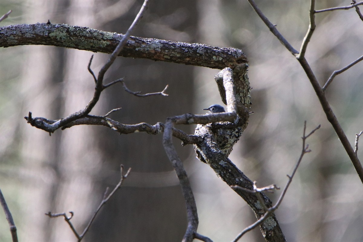 Blue-gray Gnatcatcher - ML237641251