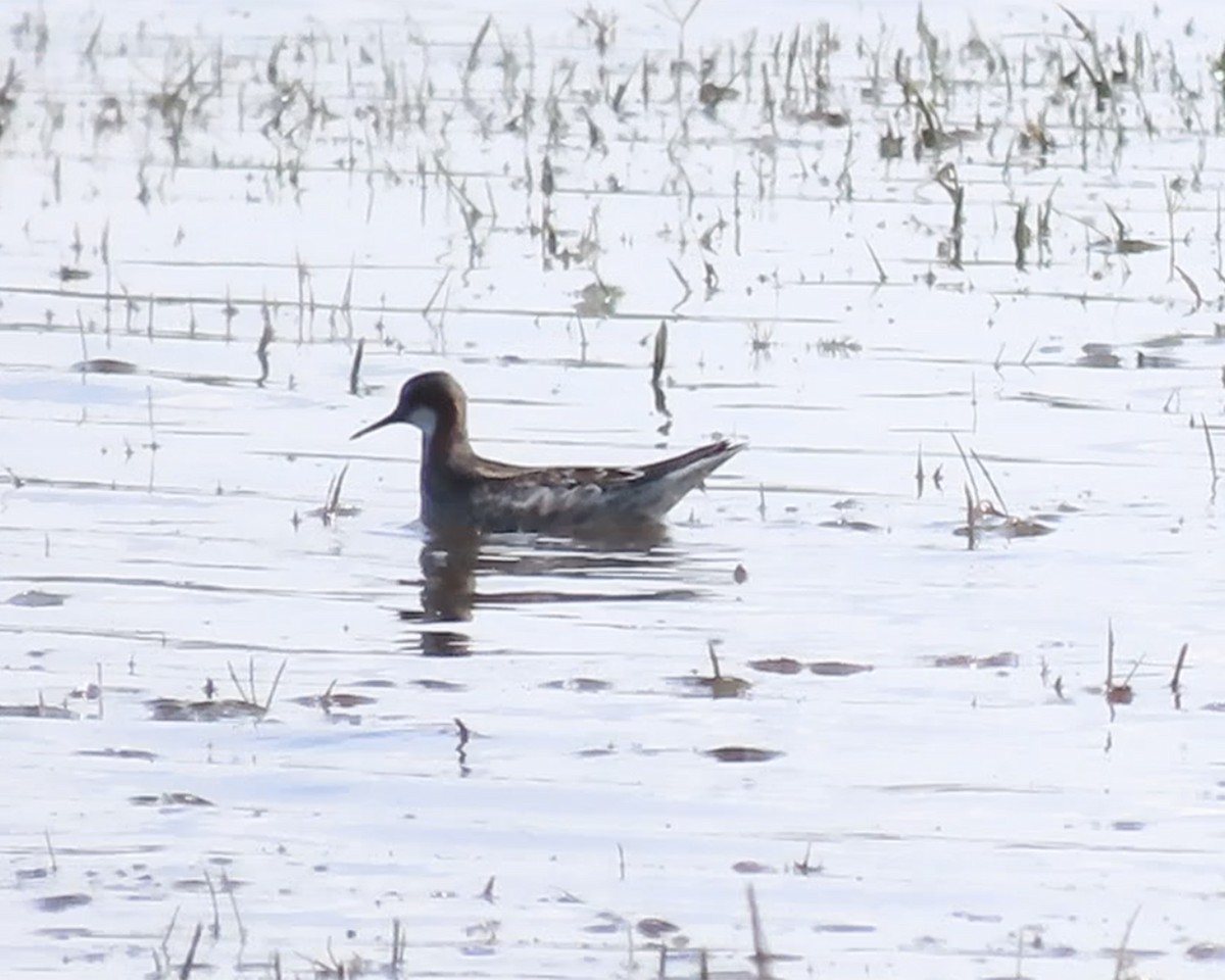 Red-necked Phalarope - Karen Hogan