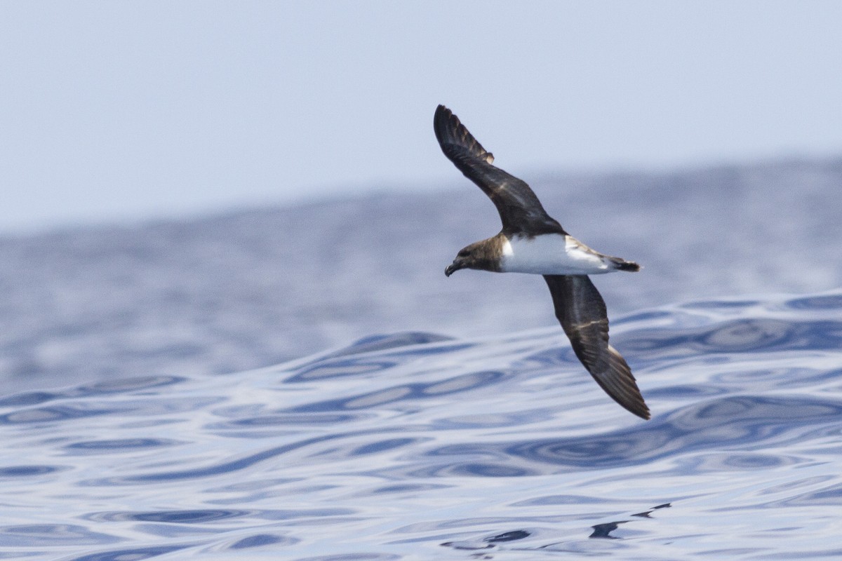 Petrel de Tahití - ML23764151