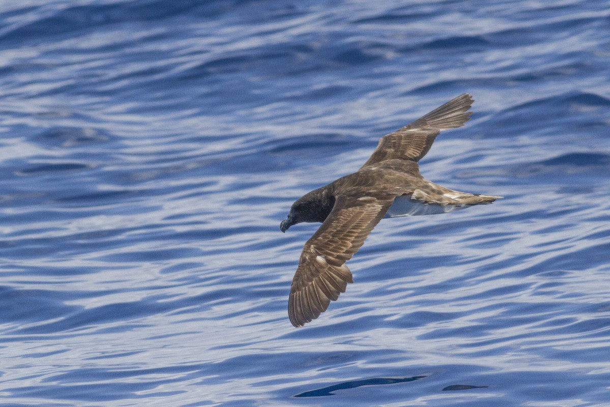 Tahiti Petrel - ML23764171