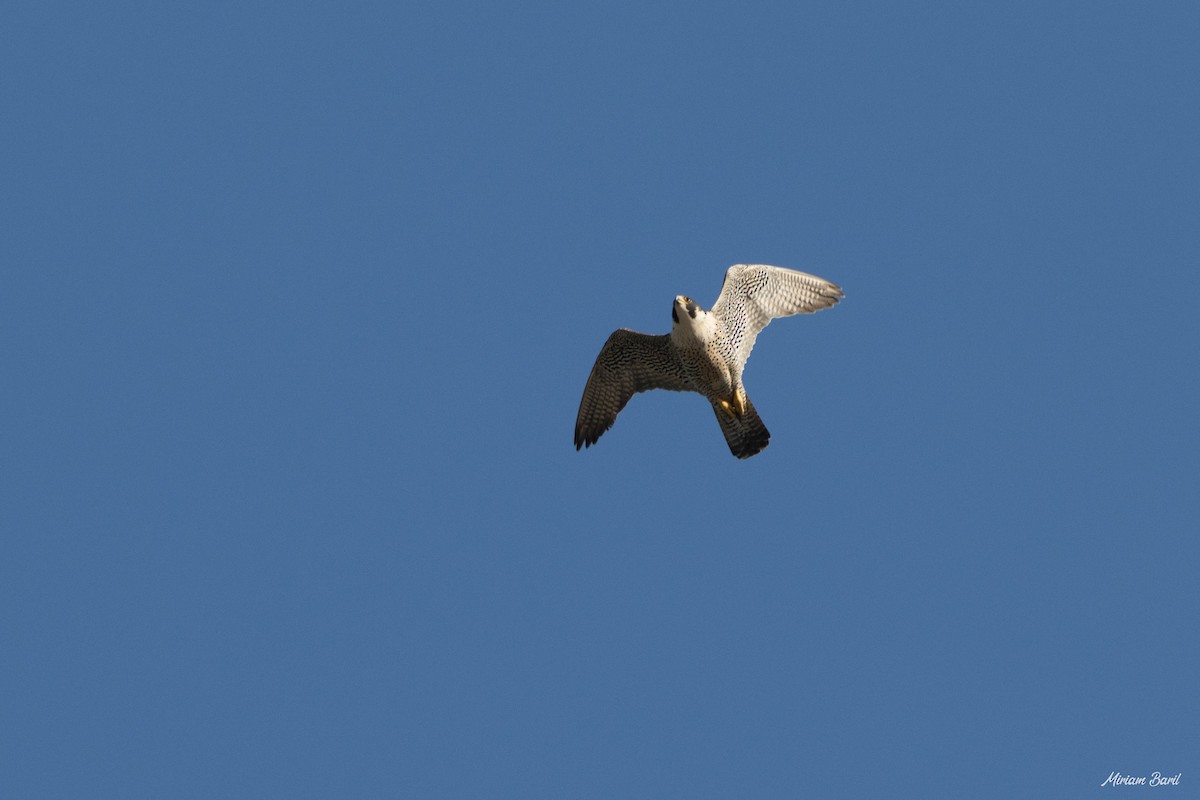 Peregrine Falcon - ML237642011