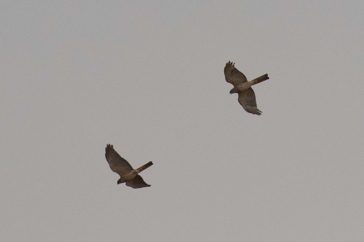 Collared Sparrowhawk - ML237642741