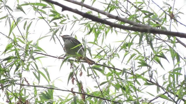 Blackpoll Warbler - ML237642811