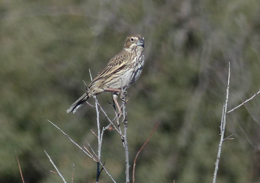 Lark Bunting - ML23764311