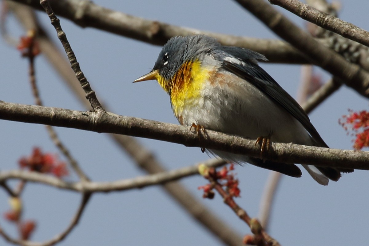 Parula Norteña - ML237643331