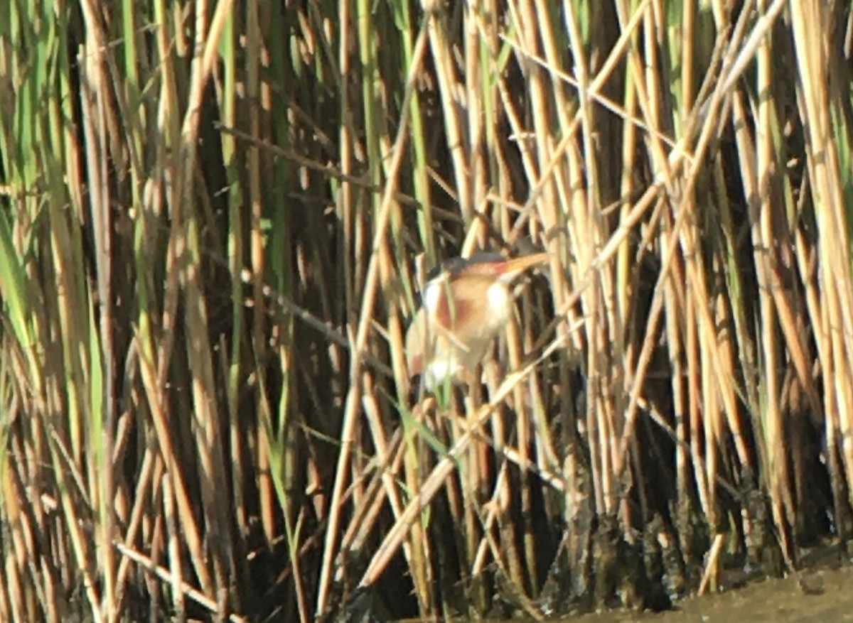 Least Bittern - Frank Mantlik