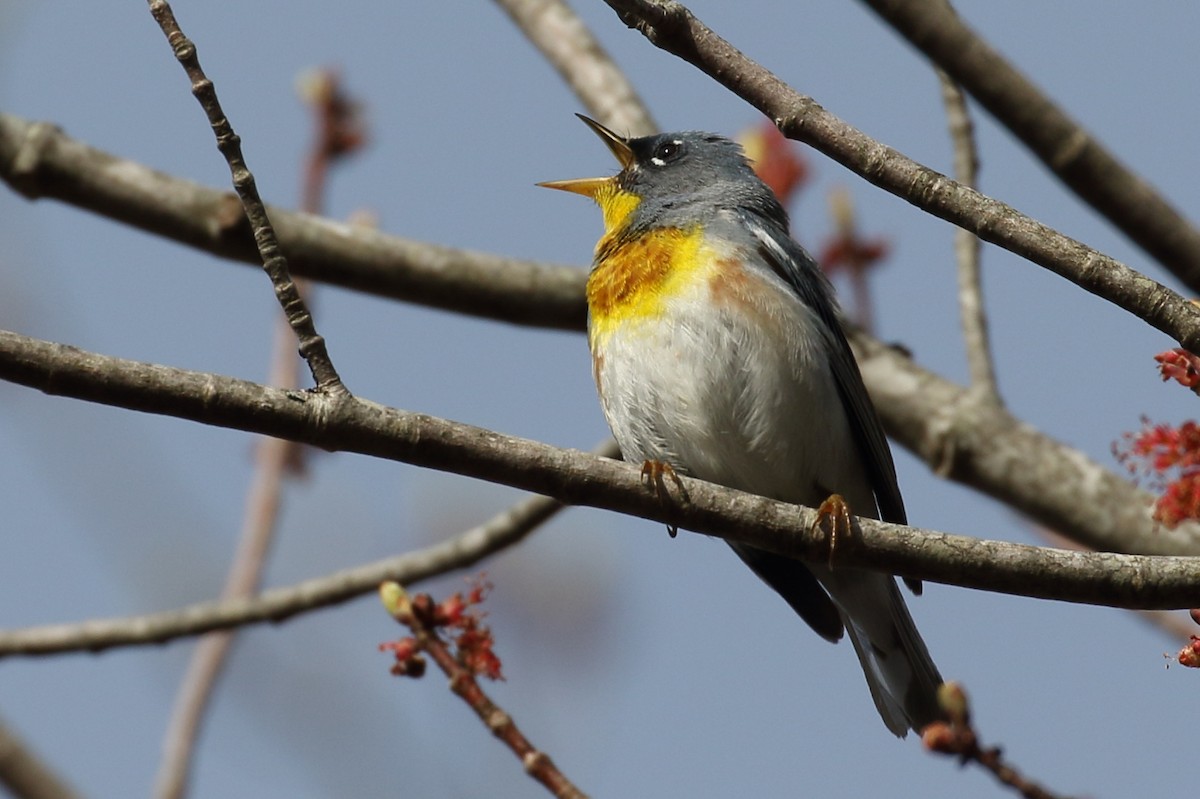 Northern Parula - ML237643411