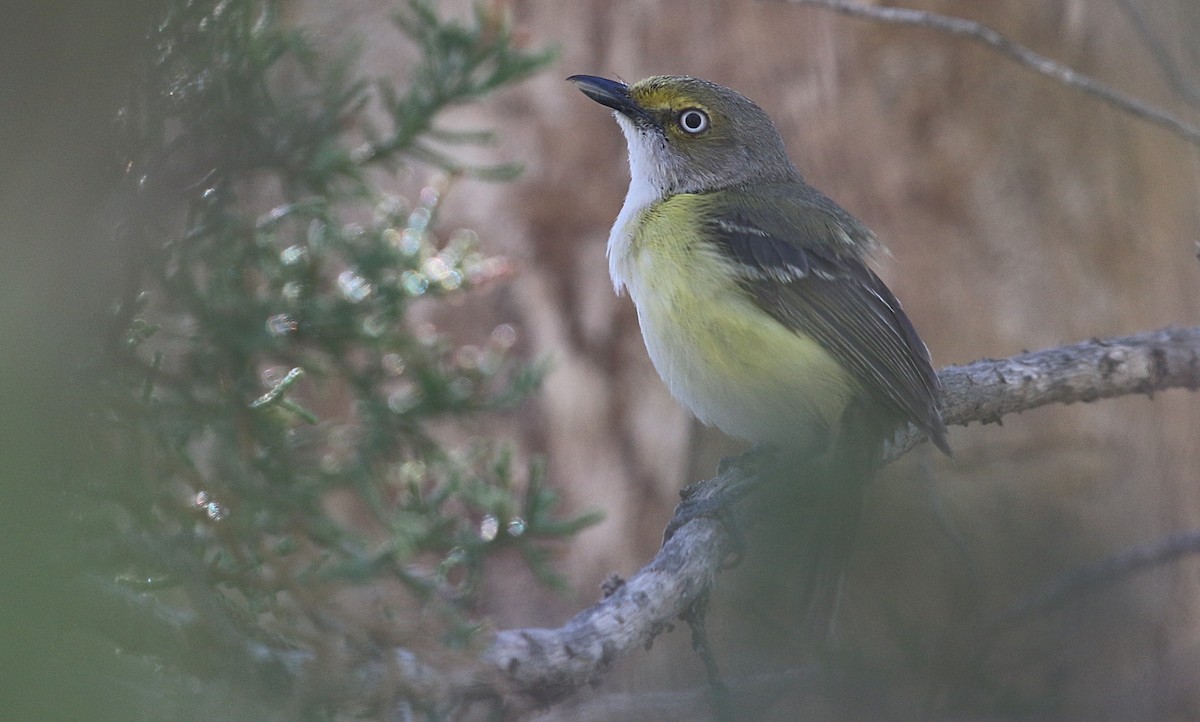 Ak Gözlü Vireo - ML237643461