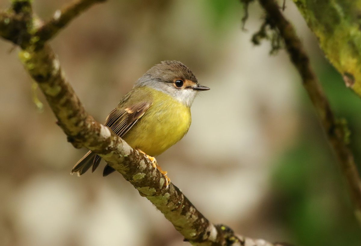 Pale-yellow Robin - ML237644071