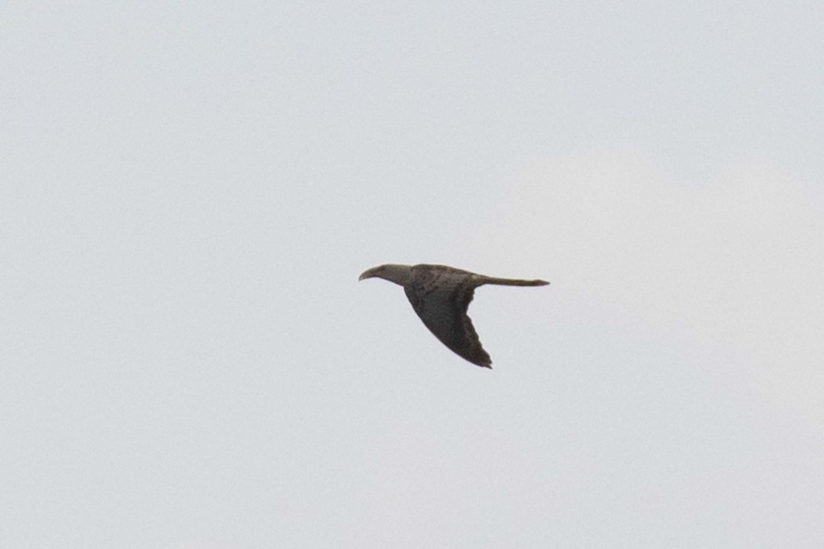 Channel-billed Cuckoo - ML237644791