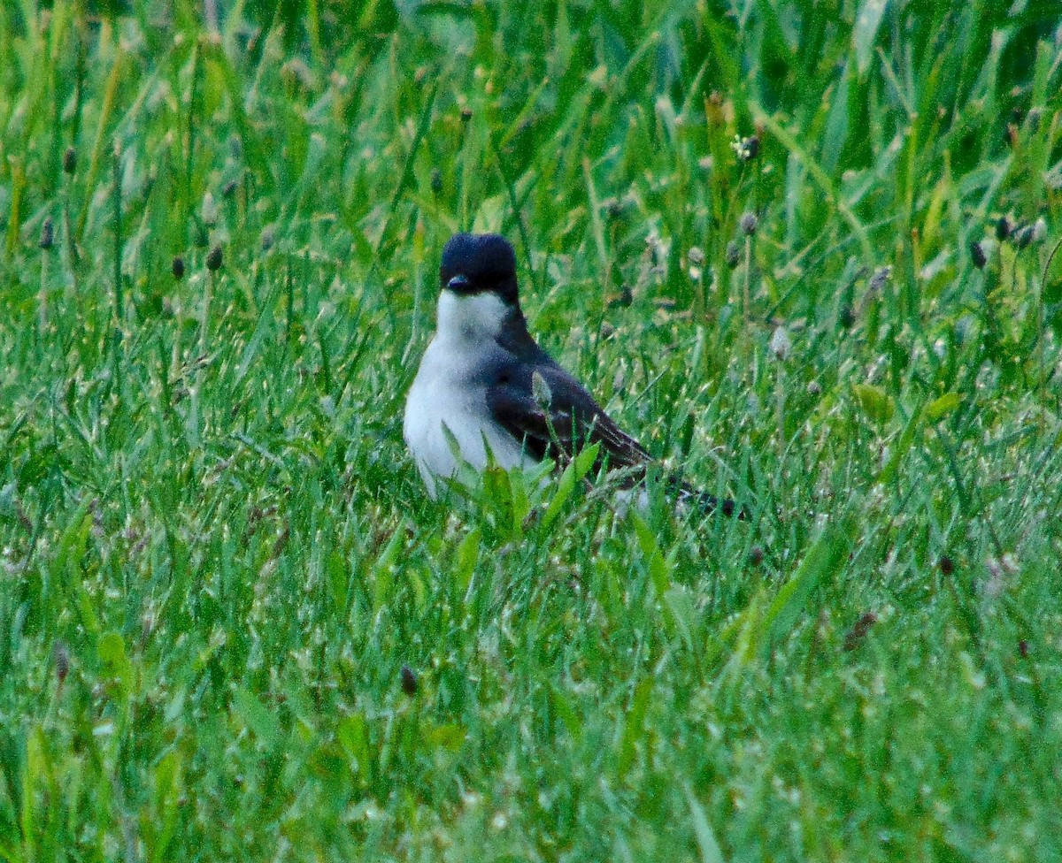 Eastern Kingbird - ML237645421