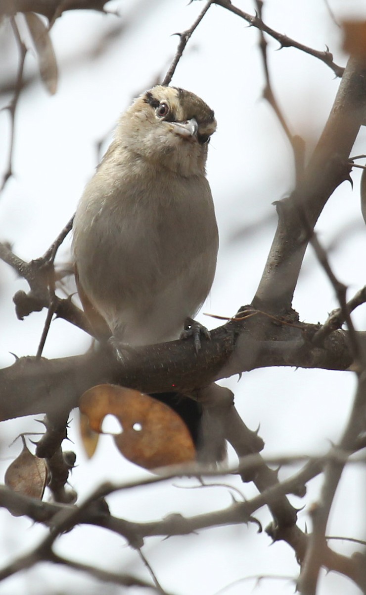 Brown-crowned Tchagra - Cathy Sheeter