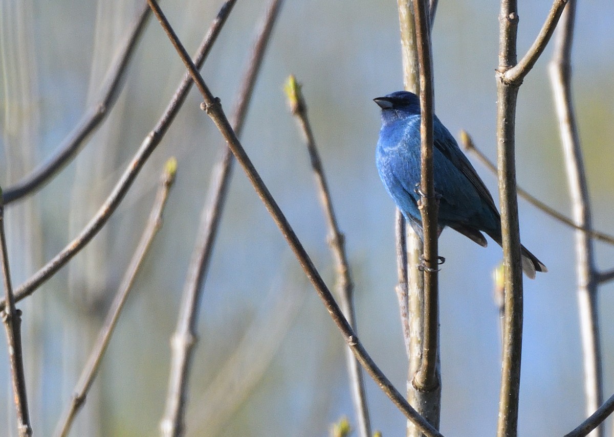 Indigo Bunting - ML237645551