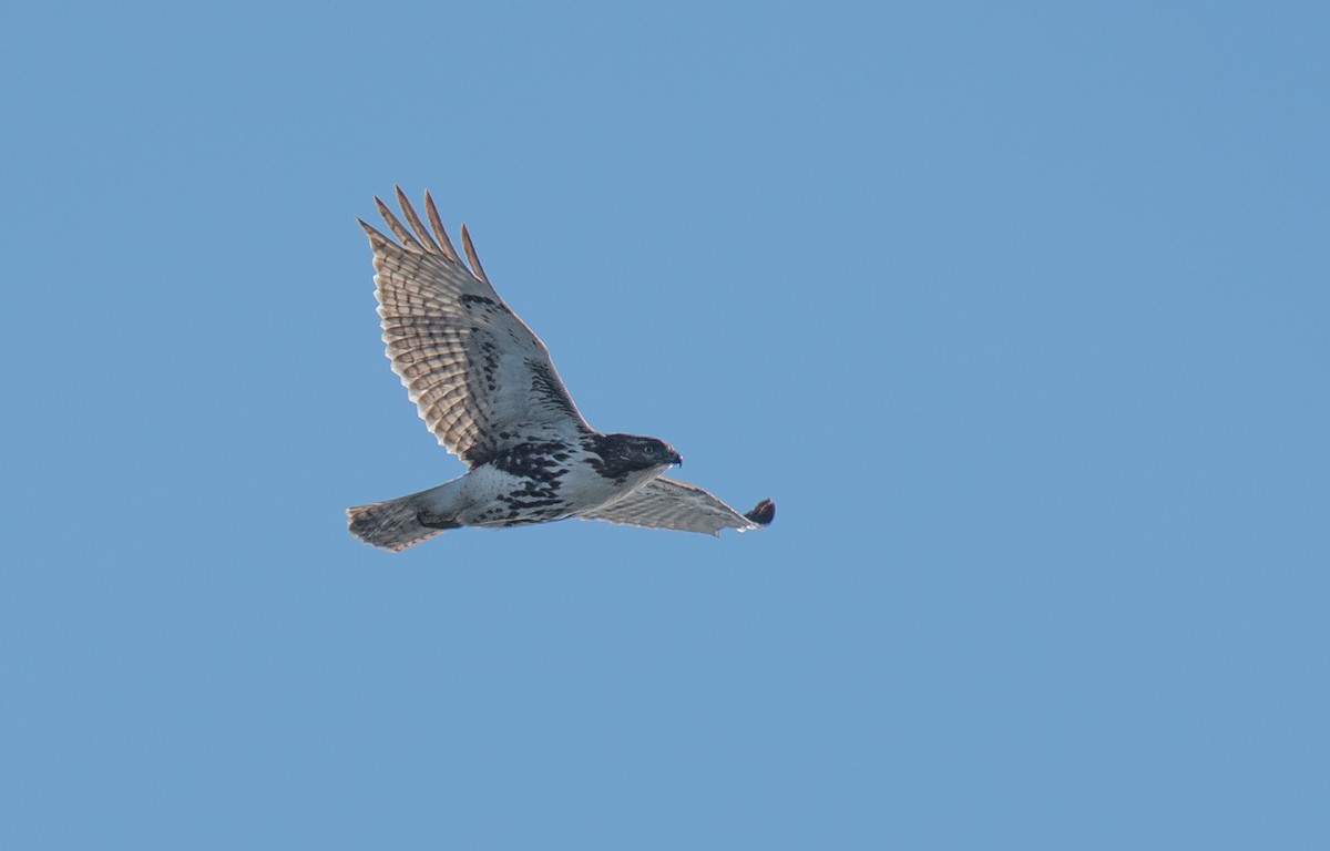 Red-tailed Hawk - ML23764561