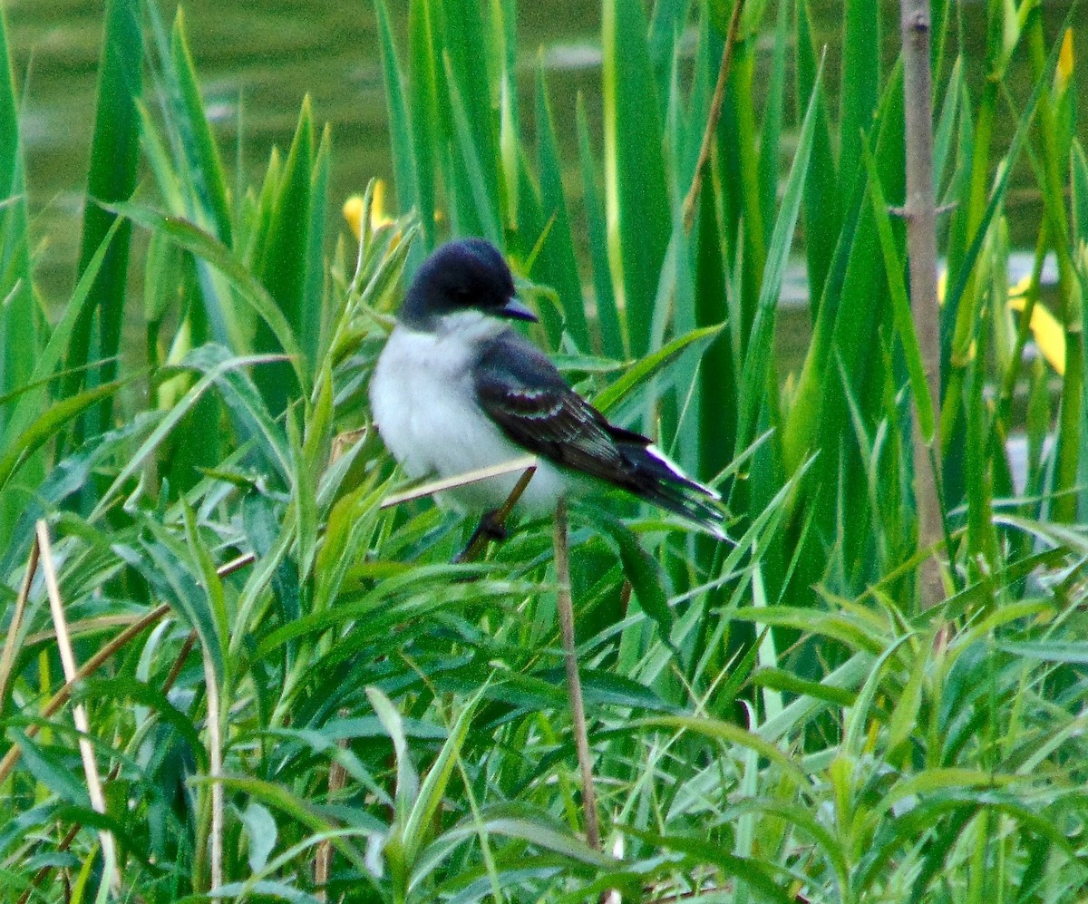 Eastern Kingbird - ML237645651