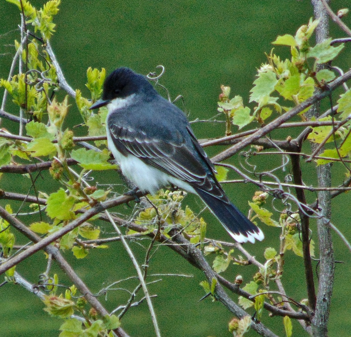 Eastern Kingbird - ML237645701