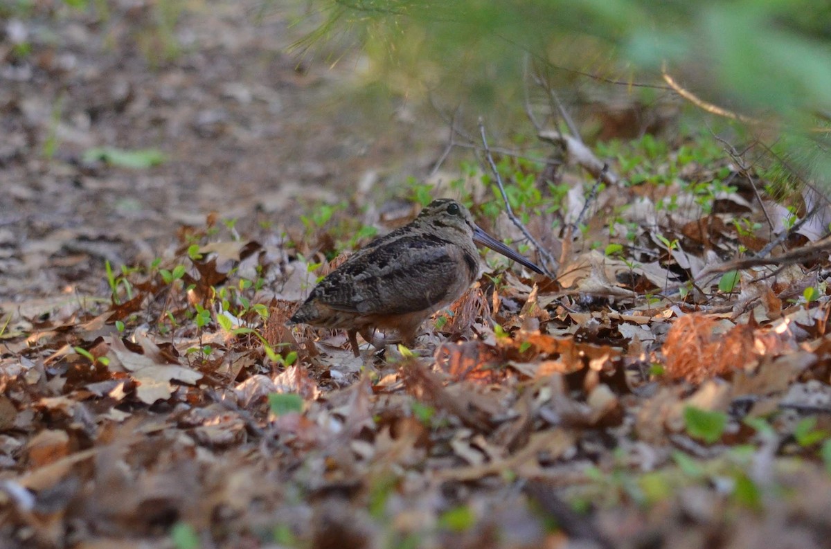 American Woodcock - ML237645711