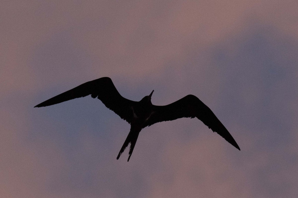 Lesser Frigatebird - ML237645771