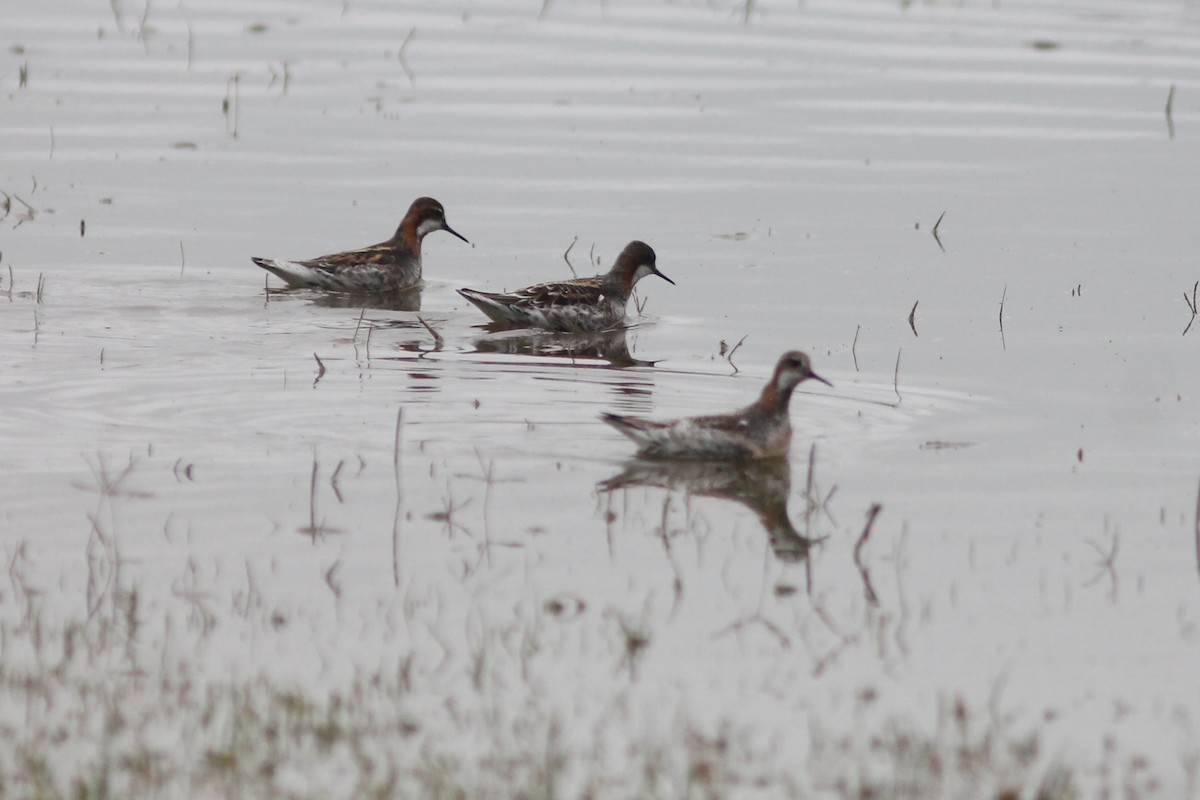 Red-necked Phalarope - ML237645811