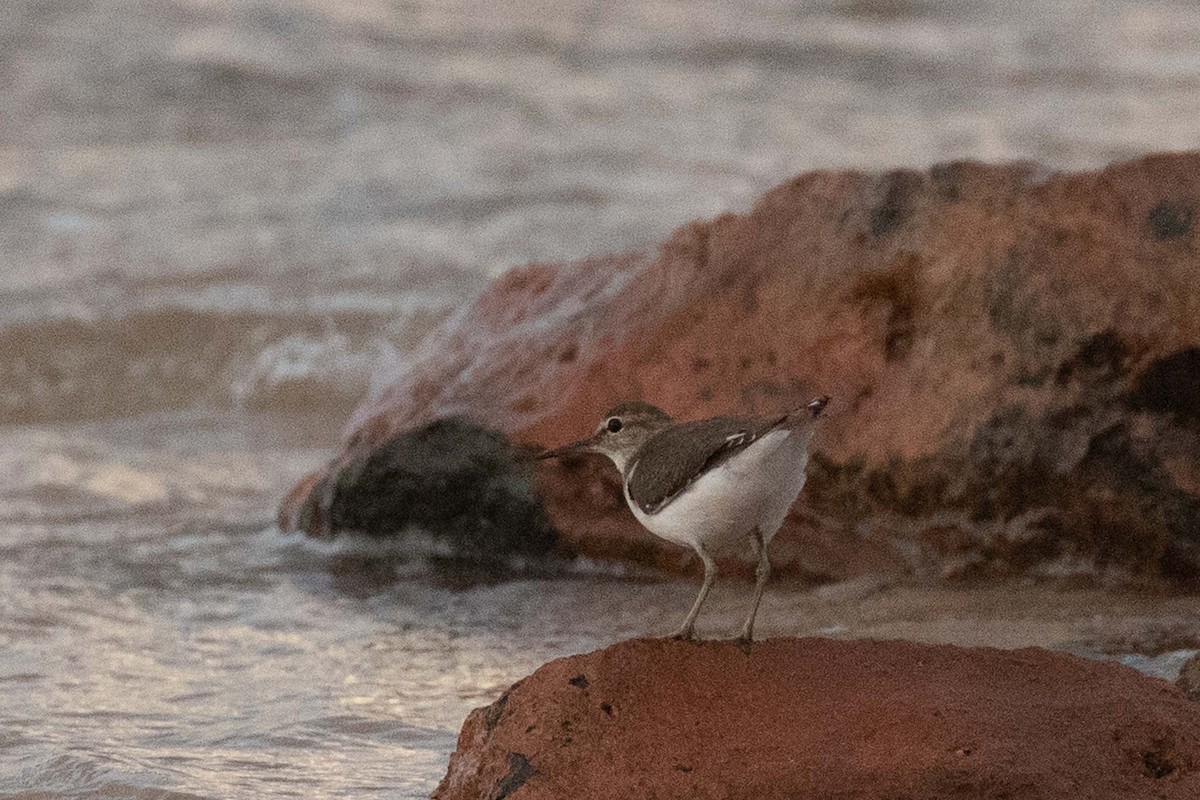 Common Sandpiper - ML237645821