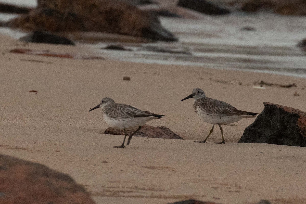 Great Knot - ML237645931