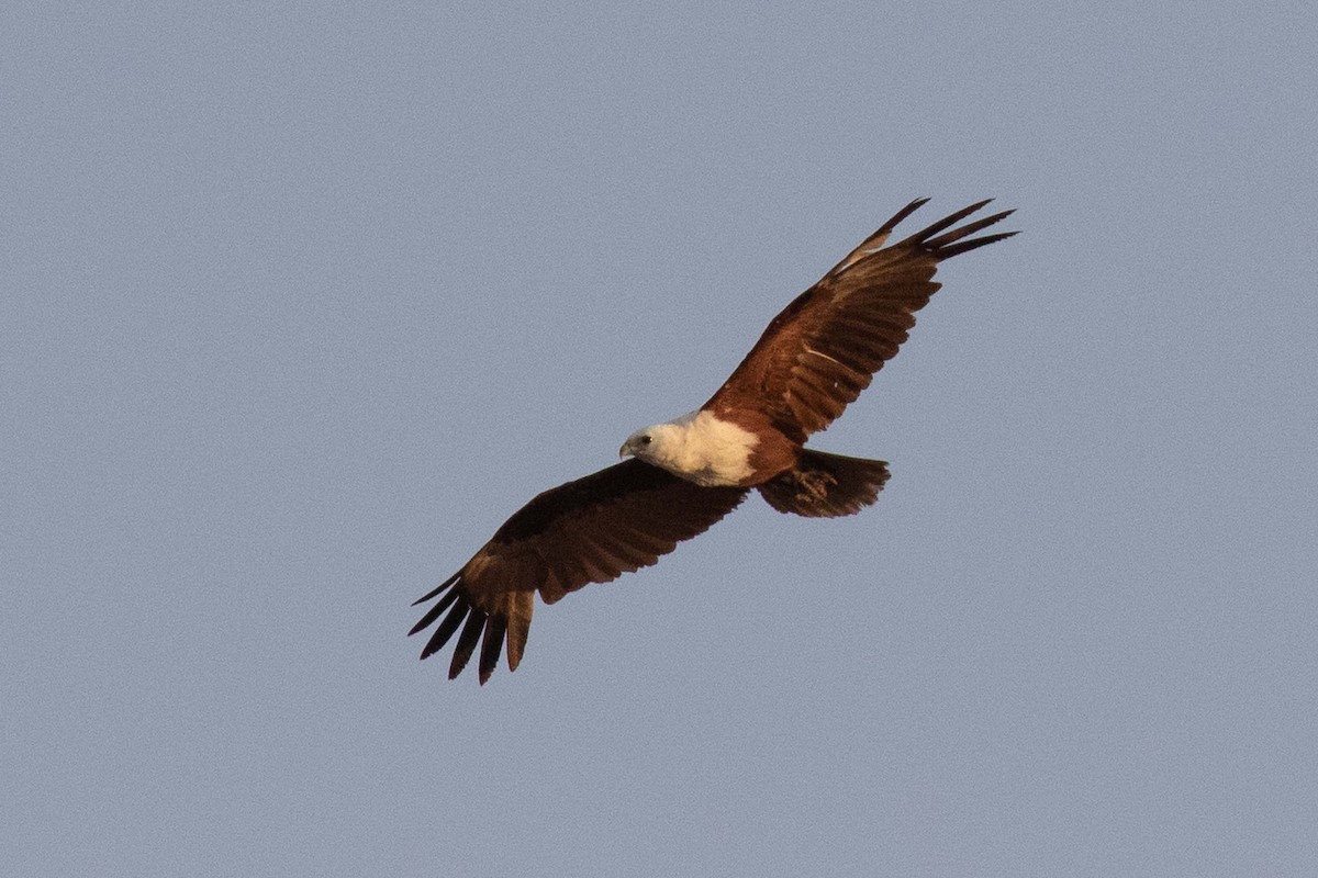 Brahminy Kite - ML237646011