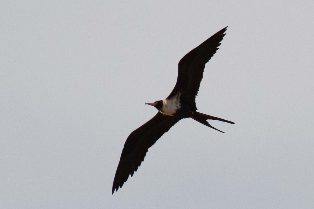 Lesser Frigatebird - ML237646081