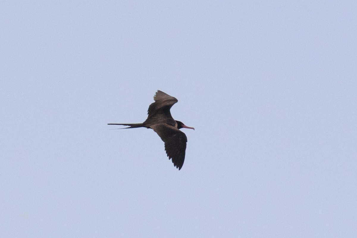 Lesser Frigatebird - ML237646131