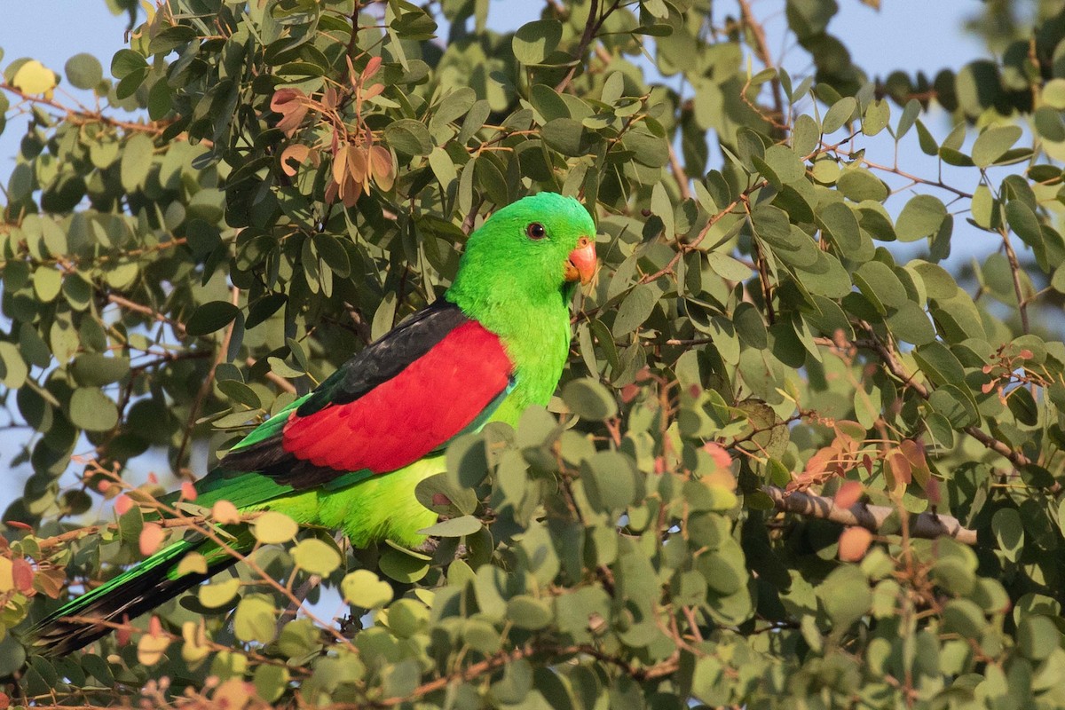 Red-winged Parrot - ML237647861