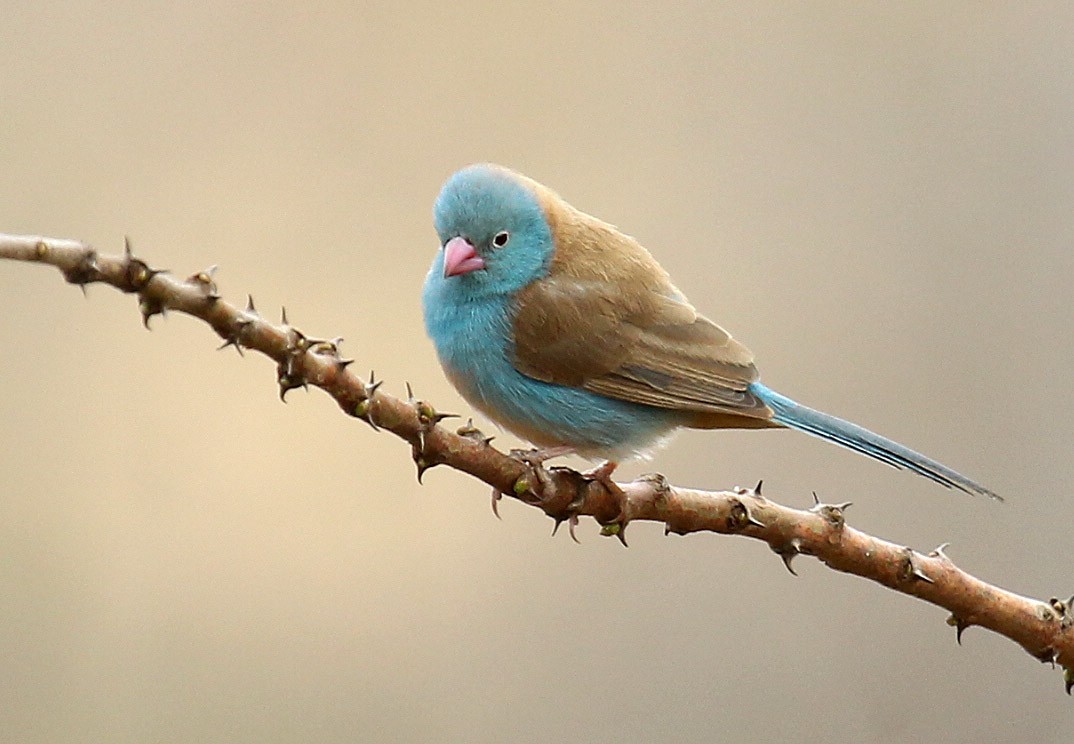 Blue-capped Cordonbleu - Cathy Sheeter