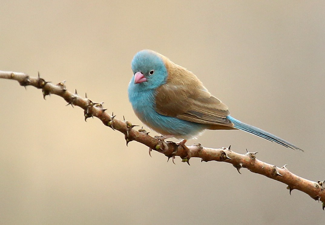 Blue-capped Cordonbleu - ML237648061