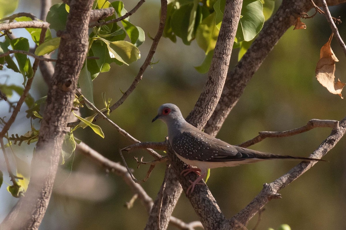 Diamond Dove - ML237648141