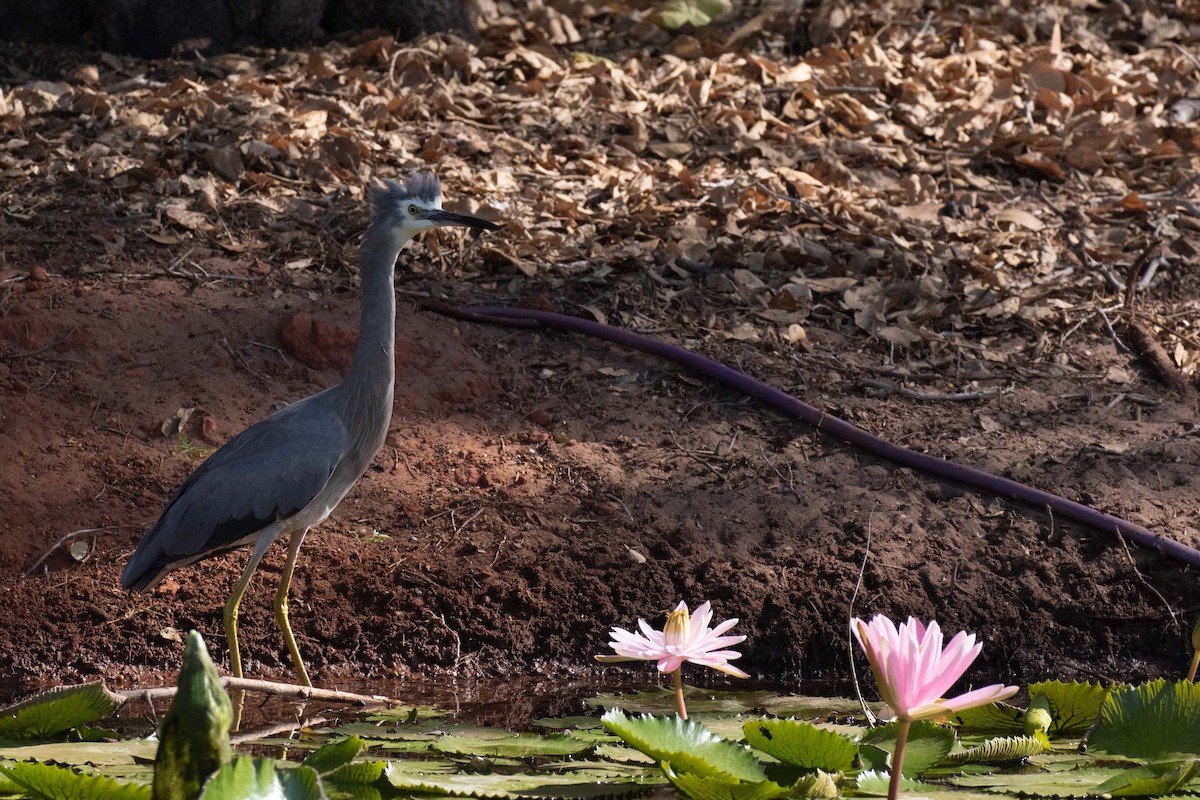 White-faced Heron - ML237648271