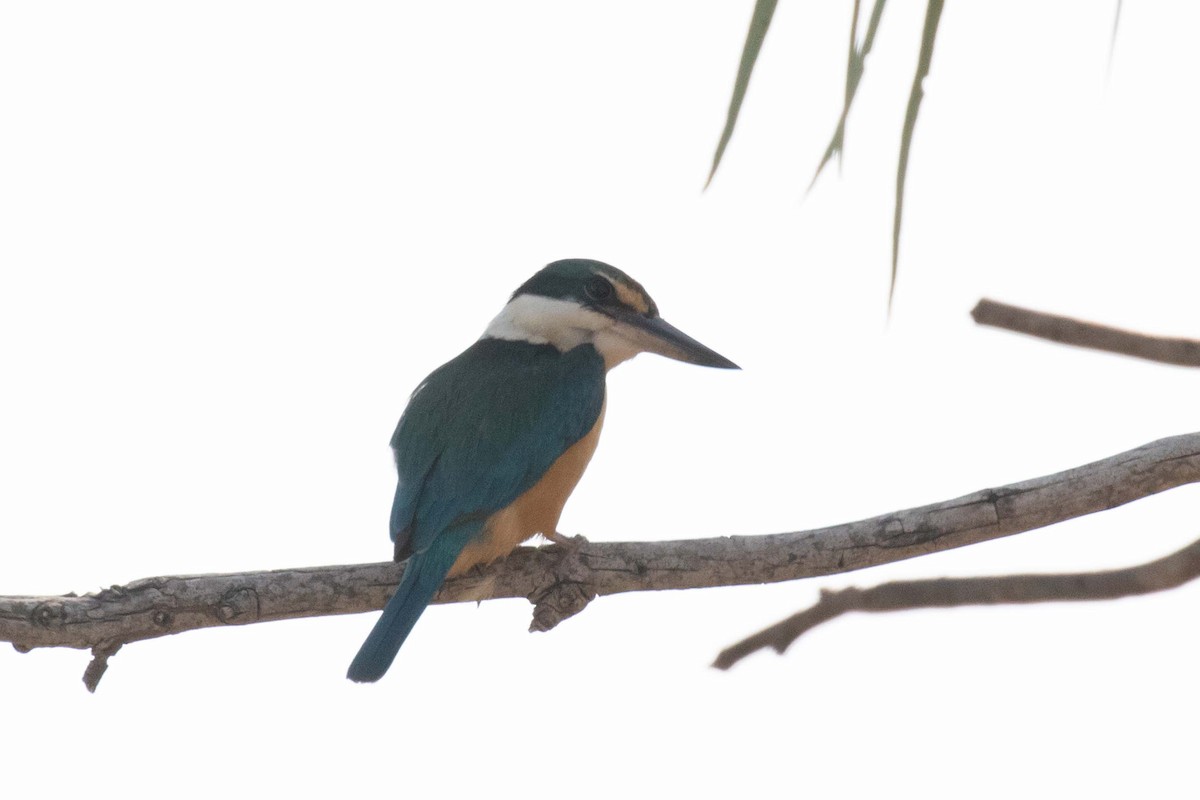 Sacred Kingfisher - ML237648311