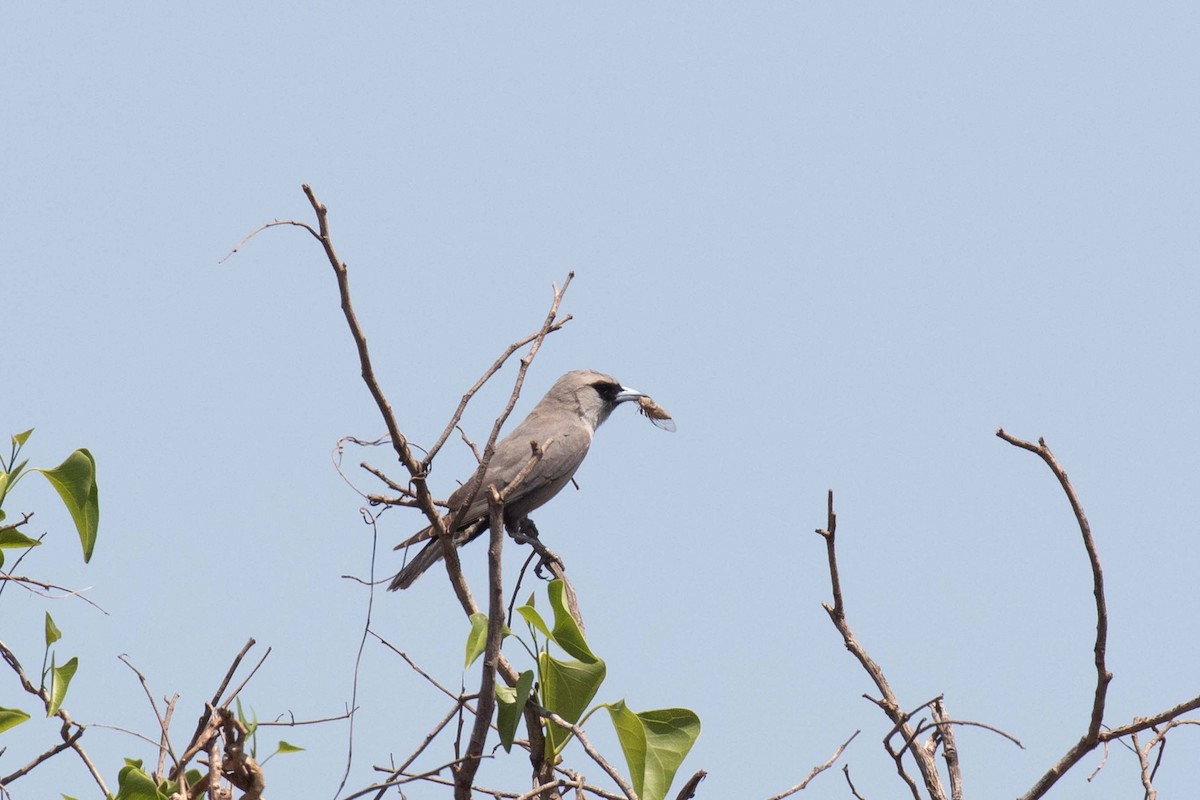 Black-faced Cuckooshrike - ML237648461