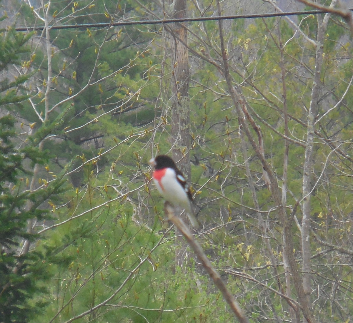 Cardinal à poitrine rose - ML237648531