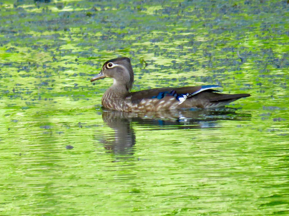 Wood Duck - ML237648781