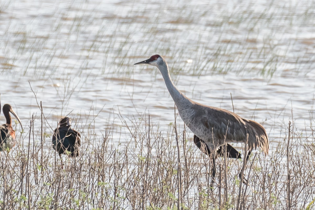 Sandhill Crane - ML237651101