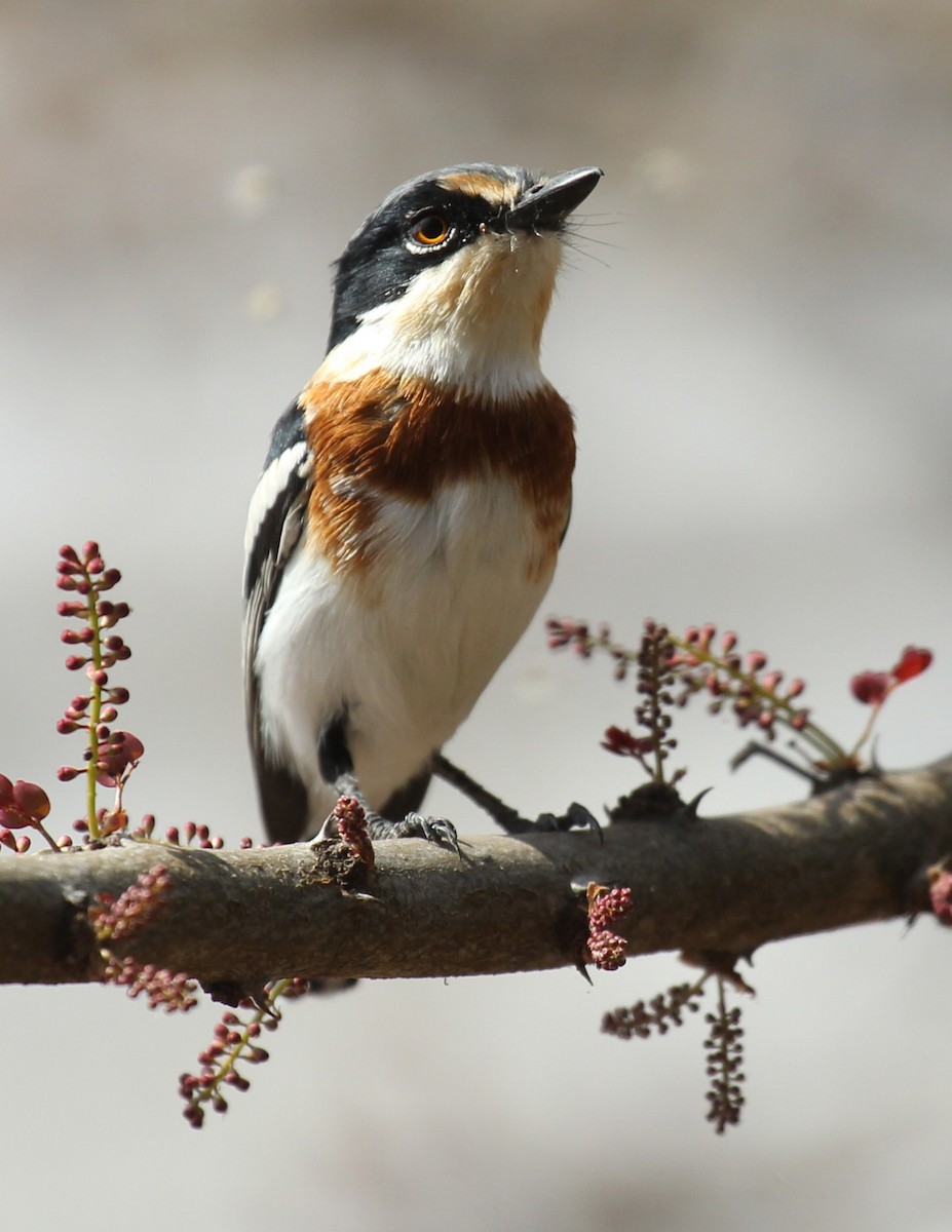 Pygmy Batis - Cathy Sheeter