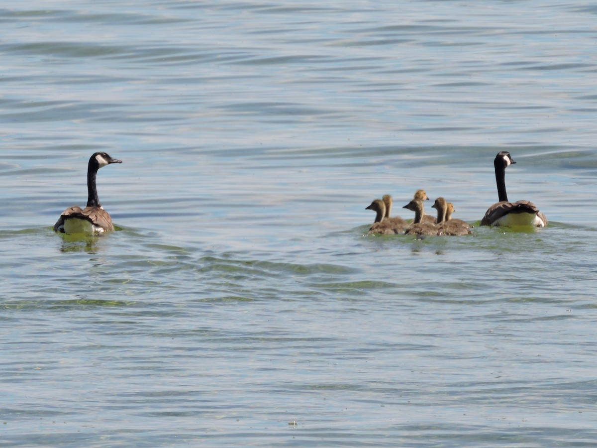 Canada Goose - ML237651421