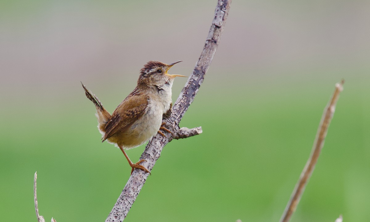 Marsh Wren - ML237651571